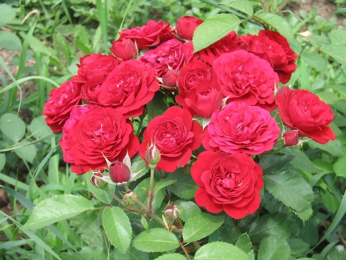 Сорта роз (фото Тыщенко Е.Л.) ©